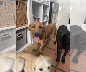 Johnny - Male Basset Hound-Retriever  Mix Dog for Adoption - Photo #5