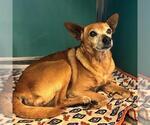 Small Chihuahua Mix