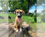 Small #1 Boxer Mix