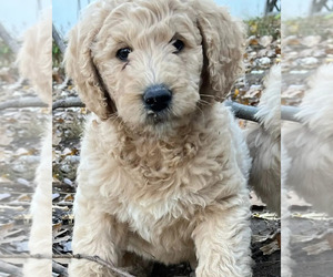 Labradoodle Puppy for Sale in JEFFERSON CTY, Missouri USA