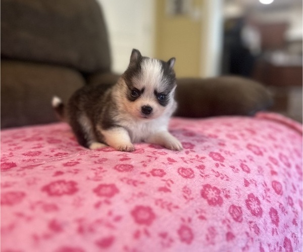 Medium Photo #6 Pomsky Puppy For Sale in DRACUT, MA, USA