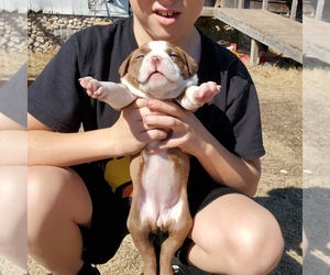 American Boston Bull Terrier Puppy for sale in MOUNTAIN HOME, TX, USA
