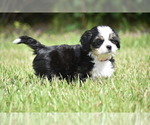 Small #2 Auss-Tzu
