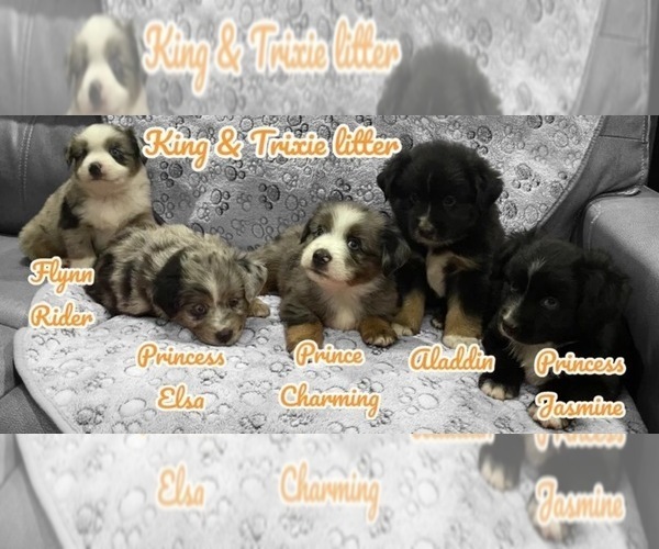 Medium Photo #1 Miniature Australian Shepherd Puppy For Sale in TERRELL, TX, USA