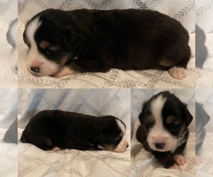 Miniature Australian Shepherd Puppy for sale in BROOKER, FL, USA