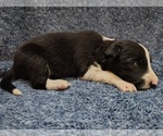 Small #27 Border Collie