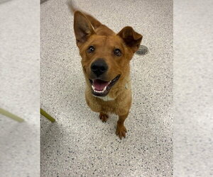 Labrachow Dogs for adoption in Brighton, CO, USA