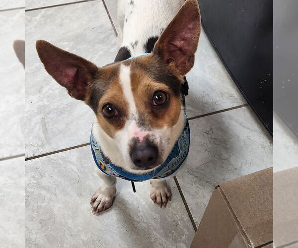 Medium Photo #1 Jack Chi Puppy For Sale in Walnutport, PA, USA