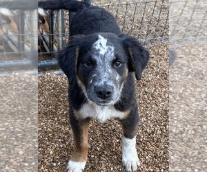 Australian Shepherd-German Shepherd Dog Mix Dogs for adoption in Bolivar, MO, USA