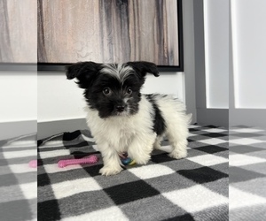 Havanese Puppy for sale in FRANKLIN, IN, USA