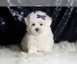 Small #6 Maltese