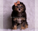 Small #1 Goldendoodle (Miniature)