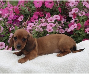 Dachshund Puppy for sale in FREDERICKSBURG, OH, USA