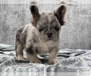 French Bulldog Puppy for Sale in FOLSOM, California USA