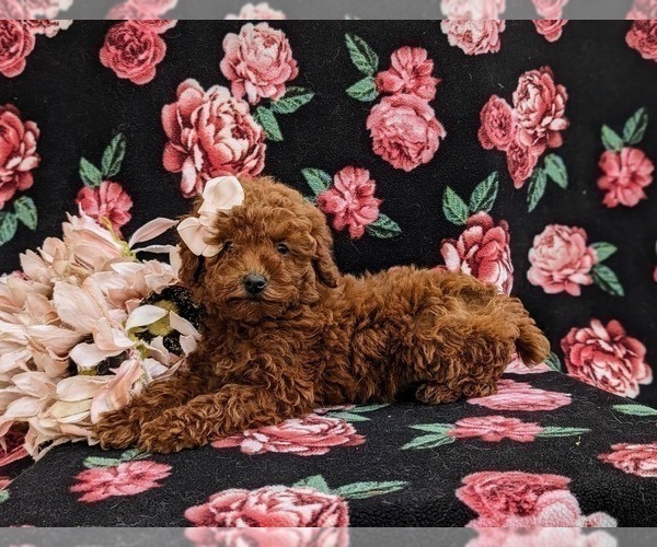 Medium Photo #4 Poodle (Toy) Puppy For Sale in KIRKWOOD, PA, USA
