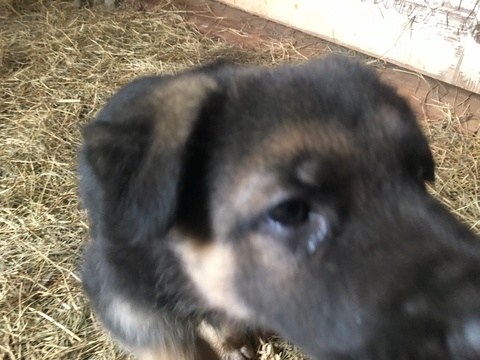 Medium Photo #2 German Shepherd Dog Puppy For Sale in MILLBROOK, AL, USA