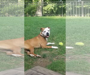 Violet Beauregarde Lonestar - Female Boxer-Unknown Mix Dog for Adoption - Photo #15