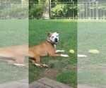 Small #14 Boxer Mix