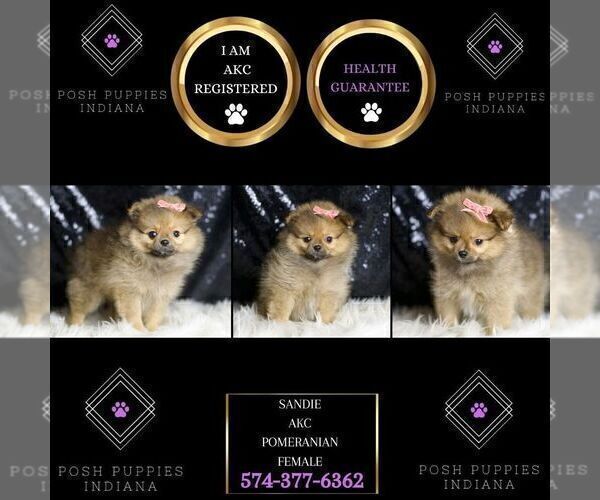Medium Photo #5 Pomeranian Puppy For Sale in WARSAW, IN, USA