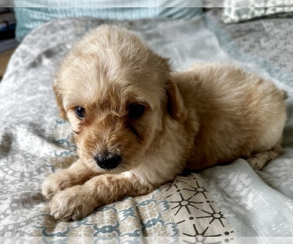 Medium Photo #29 Goldendoodle (Miniature) Puppy For Sale in PENSACOLA, FL, USA