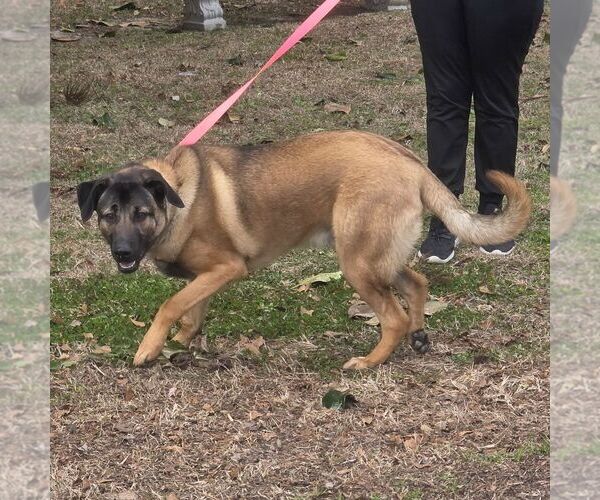 Medium Photo #1 German Shepherd Dog-Unknown Mix Puppy For Sale in Yardley, PA, USA
