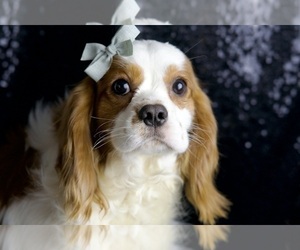 Medium Cavalier King Charles Spaniel