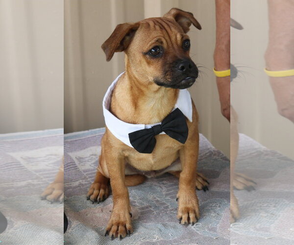 Medium Photo #5 Pug-Unknown Mix Puppy For Sale in Bandera, TX, USA