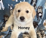 Puppy Honey Great Pyrenees