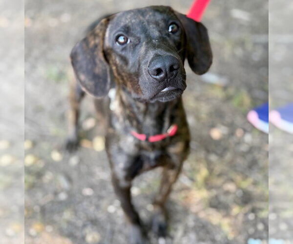 Medium Photo #4 Mutt Puppy For Sale in Canton, CT, USA