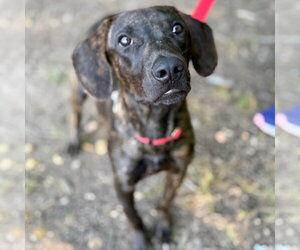 Cowboy - Male Mutt Dog for Adoption - Photo #4
