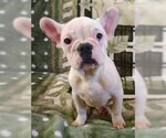 Small Photo #7 French Bulldog Puppy For Sale in BLUE MOUND, TX, USA
