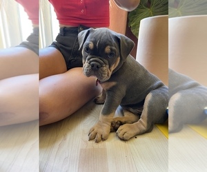 Olde English Bulldogge Puppy for sale in SAN FRANCISCO, CA, USA