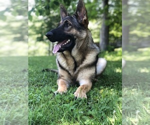 Mother of the German Shepherd Dog puppies born on 10/27/2025