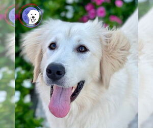 Great Pyrenees Dogs for adoption in Spring, TX, USA