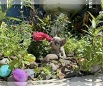 Small #4 French Bulldog