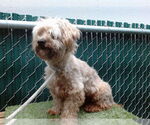 Small Maltese Mix