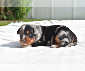 Miniature Australian Shepherd Puppy for sale in PALM COAST, FL, USA