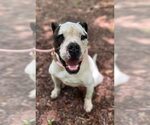 Small #5 American Bulldog Mix
