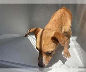 Chihuahua Dogs for adoption in Houston, TX, USA