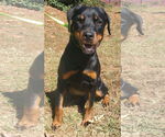 Small #1 Rottweiler