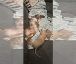 Peanut - Female Dachshund Puppy for Sale - Photo #2