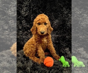 Goldendoodle Puppy for sale in GREENBRIER, AR, USA