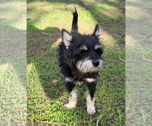 Artie - ADOPTION IN PROCESS - Male Mutt Dog for Adoption - Photo #2