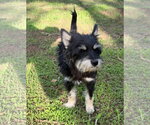 Small Photo #2 Mutt Puppy For Sale in Grafton, WI, USA