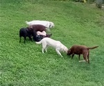 Small Photo #1 Labrador Retriever Puppy For Sale in ORANGE, MA, USA