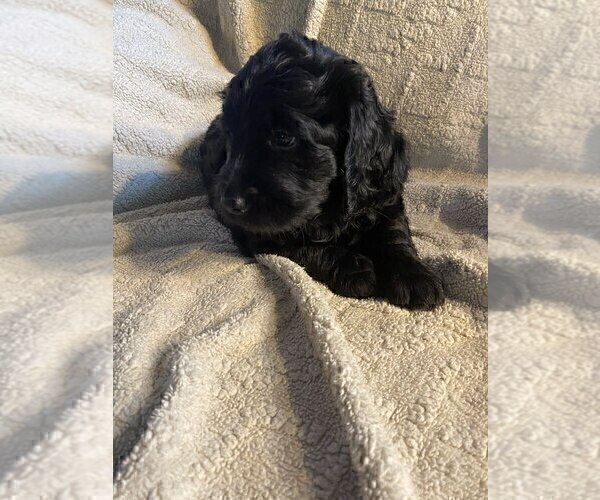 Medium Photo #2 Goldendoodle Puppy For Sale in PARKER CITY, IN, USA