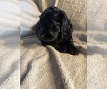 Small #1 Goldendoodle