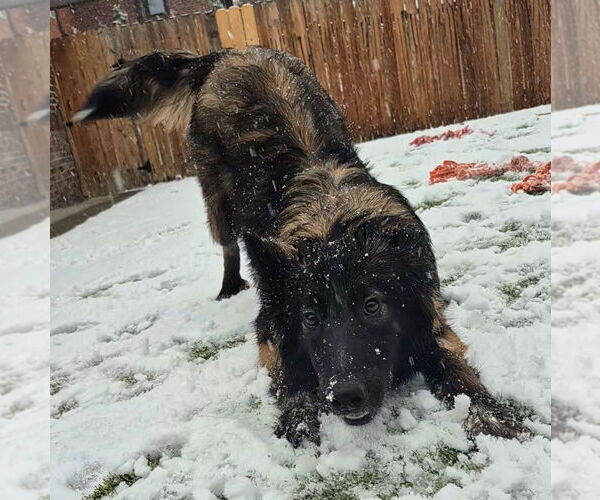 Medium Photo #3 Collie-Unknown Mix Puppy For Sale in Aurora, CO, USA