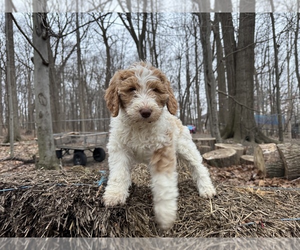 Medium Photo #44 Aussie-Poo-Goldendoodle Mix Puppy For Sale in COMMERCE, MI, USA