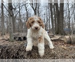 Small #2 Aussie-Poo-Goldendoodle Mix